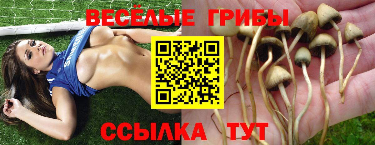 Псилоцибиновые грибы Psilocybine cubensis Северск